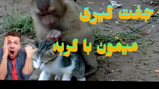 جفت گیری میمون با گربه 