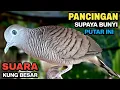 Download Lagu Perkutut Lokal GACOR Suara Kung Besar Pancingan Burung Perkutut Agar Bunyi.