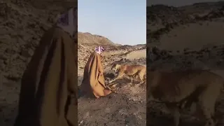 الله خلقنا عزاز نفوس وكبار شان نموت ما ماتت الشيمه من وجيهنا لطيف الهاشمي اشعاري كلمات خواطر 
