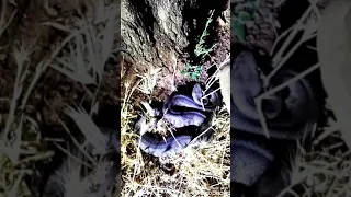 تخرج الأفاعي في الليل أكثر من النهار  تخرج الأفاعي في الليل أكثر من النهار