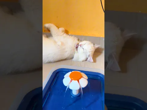 Kitten meowing 🥰 | Cat sound 💖 | Cat Video | Persian Cat sound | Cat voice | Cat | Persian Cat