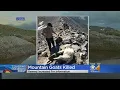 Reward Increased To 5 000 For Arrest Of Mountain Goat Poachers
