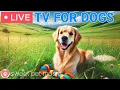 Download Lagu 🔴24 Hours of Dog TV🎵🐶Relaxing Dog Music for Sleep🐾🩷Soothing Music to Ease Dog Anxiety and Stress
