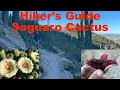 Hiker s Guide Saguaro cactus