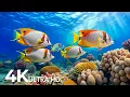 Download Lagu Marvel at Sea Animal in The Best 4K ULTRA HD Aquarium-Dive Into The Mesmerizing Underwater Realm #57