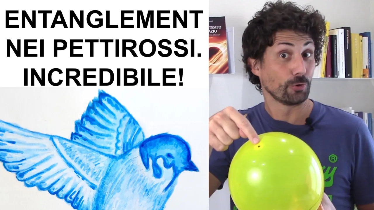 Il pettirosso usa l’entanglement per orientarsi
