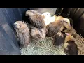 Are these chicks true Ameraucanas Or Easter Eggers Ep35