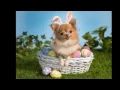 Lagu 'Here Comes Peter Cottontail' - By Gene Autry - Happy Easter