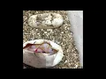 Ball Python Eggs Clutch Born with No Eyes and wrapped umbilical cord