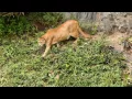 ADULT MALE COUGAR CROSSING THE SCENE V14X1XBV