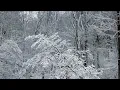 2 killed 1 injured when tree falls on car in Calvert County during snowstorm NBC4 Washington