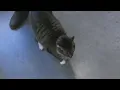 Berkeley Animal Center implements moratorium on animal intake