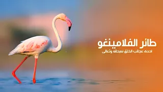 طائر الفلامينغو إحدى عجائب خلق الله سبحانه وتعالى   كويست عربية               دندنها