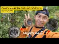 Download Lagu PANEN ANAKAN BURUNG SOGON \u0026 KUTILANG || Kompilasi video panen sarang burung oleh #bolombolang22