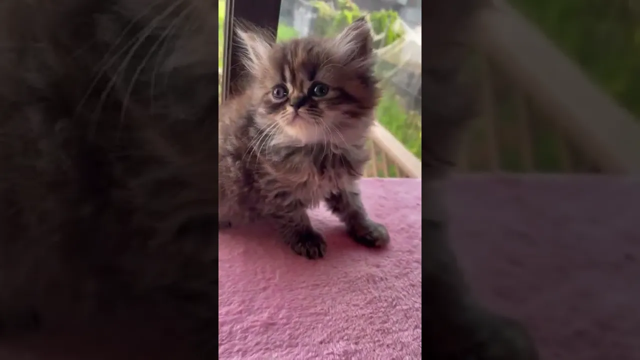 動画