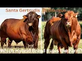 Brangus vs Santa Gertrudis Cattle Which Hybrid Breed Rules the Farm