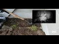 Contactless Animal Removal Remove Raccoons Skunks Opossums just like Pest Control Companies