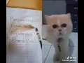 Download Lagu Tik tok kucing bercakap