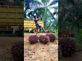 Download Lagu Muat sawit di truk | terpeleset saat lempar buah hampir nyungsep akibat tanah licin #shorts
