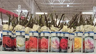 Bare Root Roses have arrived at Sam s Club -