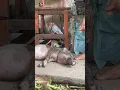 Download Lagu Cute baby pig sounds 🐷🥰 | PIG ( Part 4 )