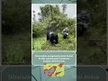 Download Lagu Disarankan mengambil posisi duduk Ketika sekelompok Gorila tak sengaja melewatimu