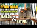 Download Lagu CARA MUDAH MEMBEDAKAN ANAKAN BURUNG KEMADE JANTAN DAN BETINA