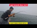 Lagu TEKNIK MANCING KURO DENGAN MEDIA UMPAN UDANG PECI KECIL DI BAGAN PERTAMINA