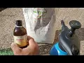 Download Lagu PREPARAZIONE DI ZEOLITE + PROPOLI.... OTTIMO PER L'ORTO MA ANCHE SU NOCCIOLO ULIVO PESCO ED ALTRO ❤️
