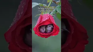 Ти Моє Кохання Ти Моя Любов Love життя рекомендации 