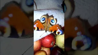 Butterfly In Winter 2 Метелик зима Ukraine Butterfly Insects 