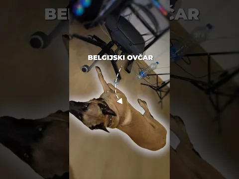 MOJ PAS DON PRAVI “HAOS” PO KUCI…