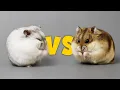 Key Differences Winter White and Campbell Hamsters