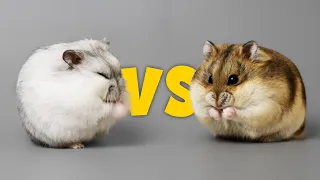 Key Differences Winter White and Campbell Hamsters