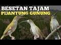 Download Lagu Besetan tajam masteran pijantung gunung gacor dor..