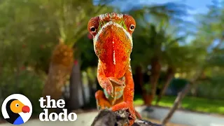 Rescued Chameleon Gets Attached To Work-From-Home Dad | The Dodo
