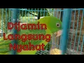 Download Lagu Memancing Betet yang Malas Berkicau