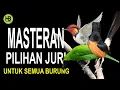 Masteran Burung Pilihan Juri Paling Ampuh