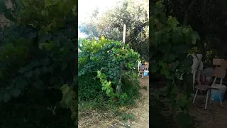صوت الديك  صوت الديك