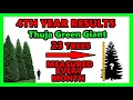Thuja Green Giant Tree Review FOURTH YEAR GROWTH DATA Arborvitae Evergreen Fast Privacy Results