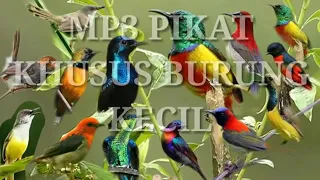 Download Suara pikat semua jenis burung kecil≈Mp3{100% ampuh} MP3