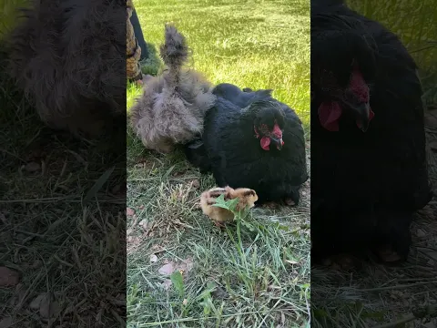 These 2 Hens are Raising a Baby Together #chicken