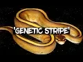 The Potential of the Genetic Stripe Ball Python