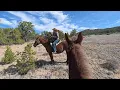 Bones, Antlers, & Lions? Exploring the Deep Cebolla Wilderness on Slim and Star