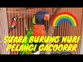Download Lagu Suara Burung Nuri Pelangi Gacor
