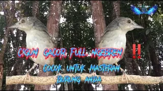 Download Cigun Gacor Full Ngebren !!! || Sangat Cocok Untuk Masteran Burung Anda ‼‼ MP3