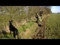 Download Lagu Ferreting blackthorn hedge - East Anglian Pest Control
