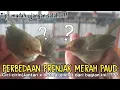 Lagu Perbedaan prenjak merah (Jantan x Betina)USIA PAUD#prenjakpaud