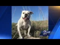 Lincoln dog stolen man demanding money