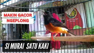 Download Cara buat murai gacor part 1 MP3